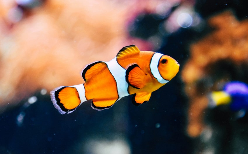 Clownfish