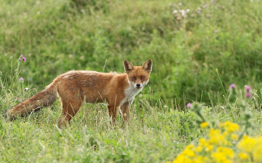 Foxes