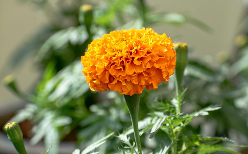 Marigolds