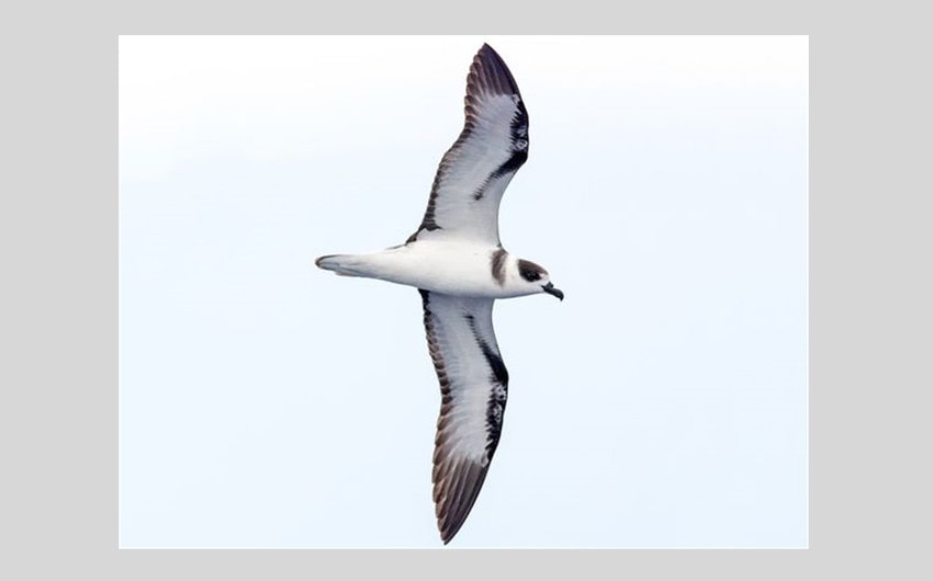 Vanuatu Petrel