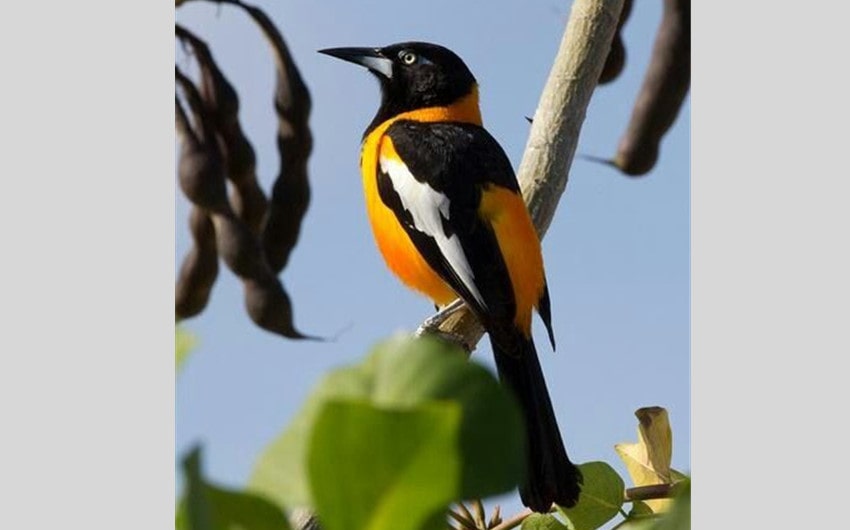 Venezuelan Troupial