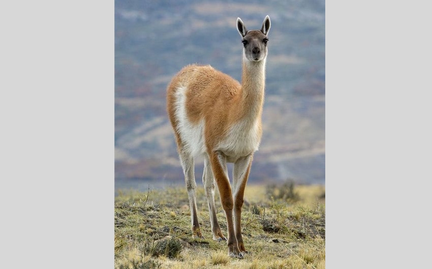 Vicuña