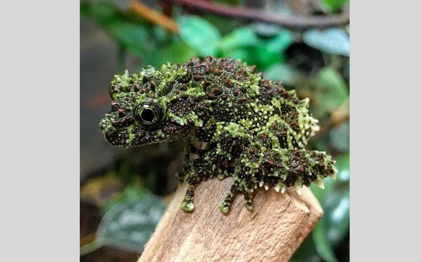 Vietnamese Mossy Frog