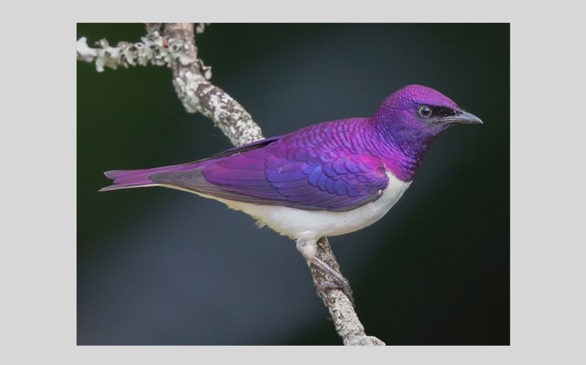 Violet-backed Starling