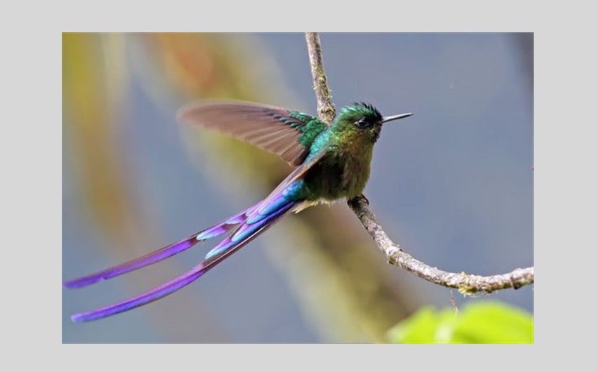 Violet-tailed Sylph