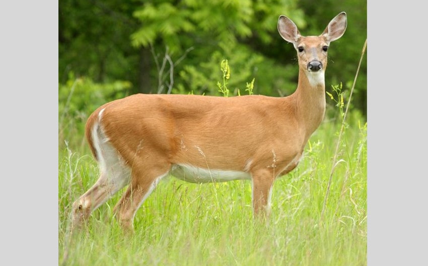 Virginia Deer