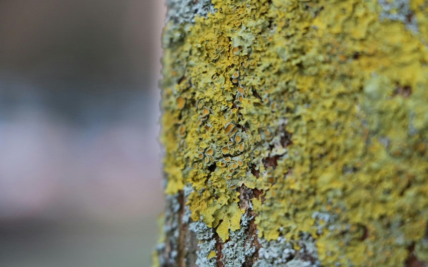 Identify Lichens