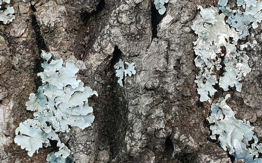 Lichen