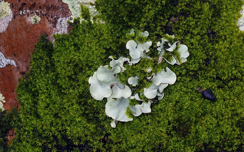 Lichens Grow