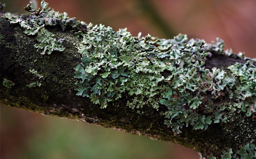 what is a lichen