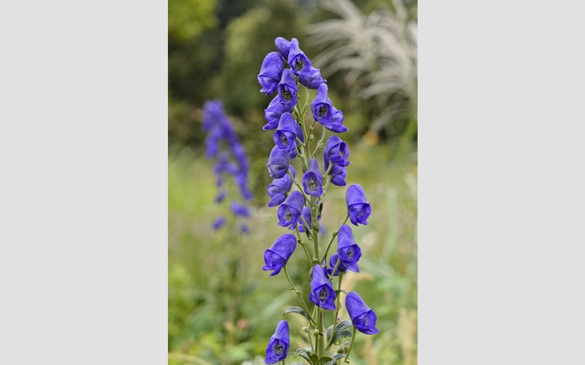 Aconite