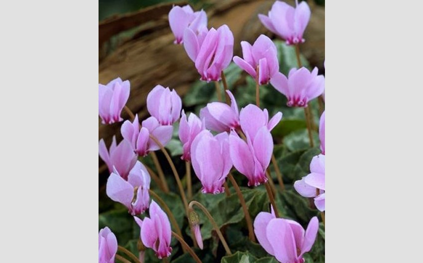 Cyclamen