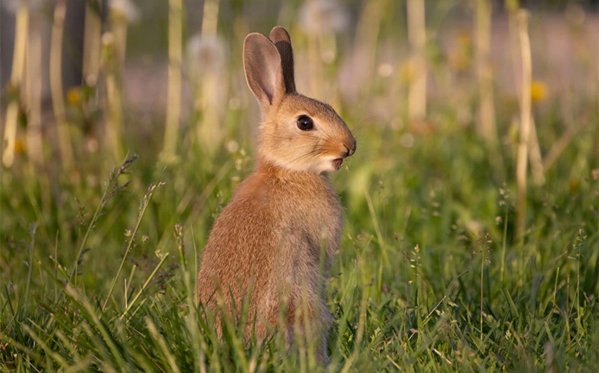 Food-Inspired Boy Bunny