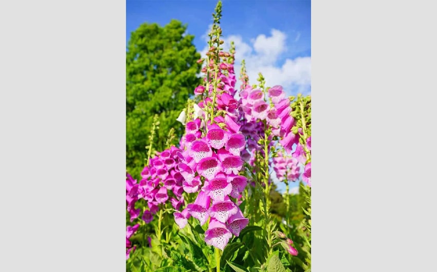 Foxglove