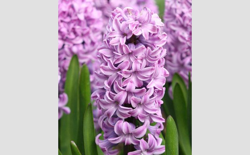 Lavender Hyacinth