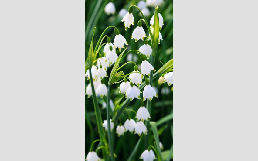 Lily of the Valley