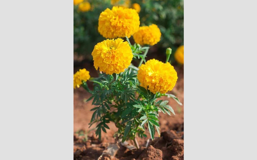 Marigold