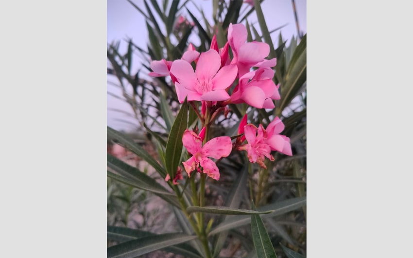 Oleander