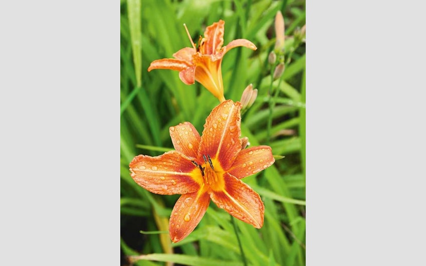 Orange Lily