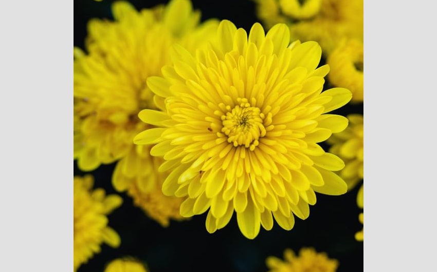 Yellow Chrysanthemum